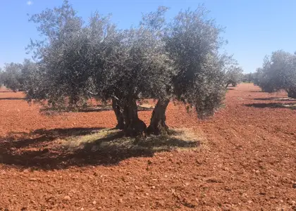 Finca Rústica en Valdepeñas, Carretera Daimiel en Valdepeñas