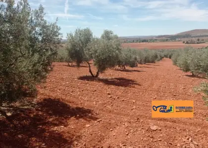 Finca Rústica en Valdepeñas, Carretera Santa Cruz en Valdepeñas