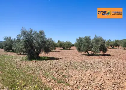 Finca Rústica en Valdepeñas, Carretera Torre Nueva en Valdepeñas