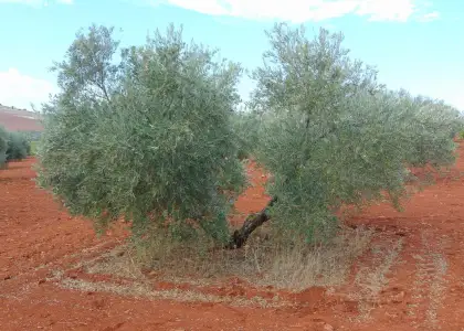 Finca Rústica en Valdepeñas, Nacional - IV en Valdepeñas