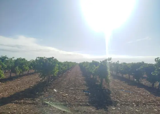 Finca rústica en venta en Alcázar de San Juan